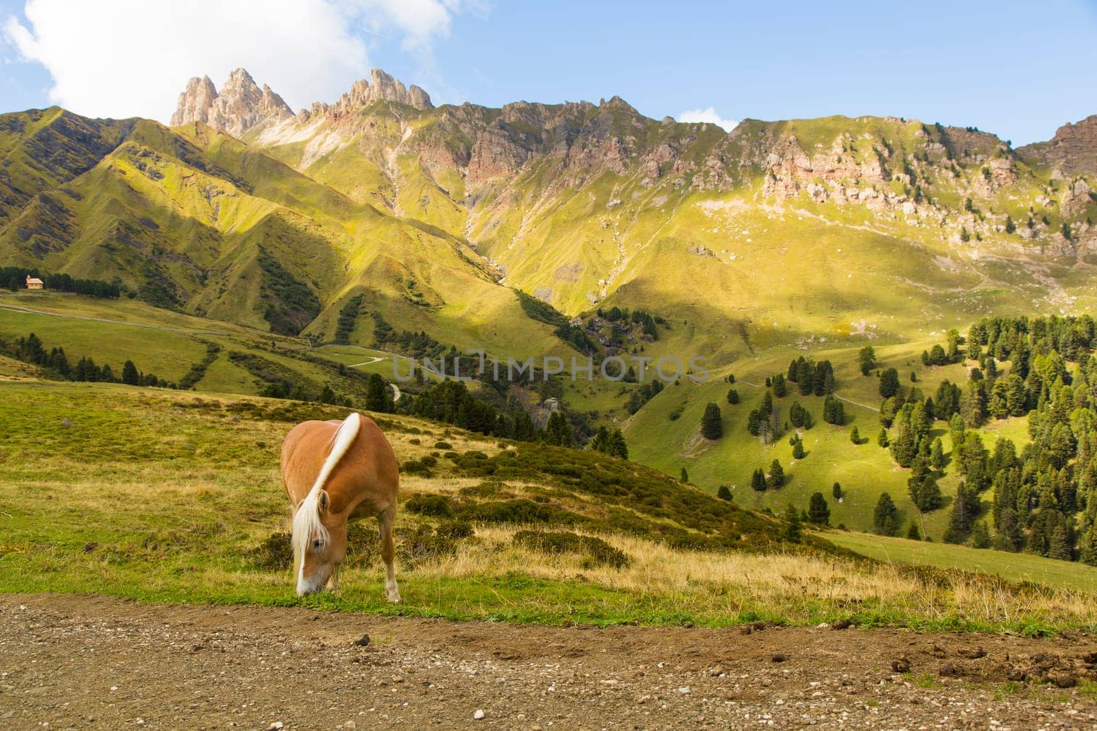 Close up of a horse grazing on a sunny day and mountain range on the background