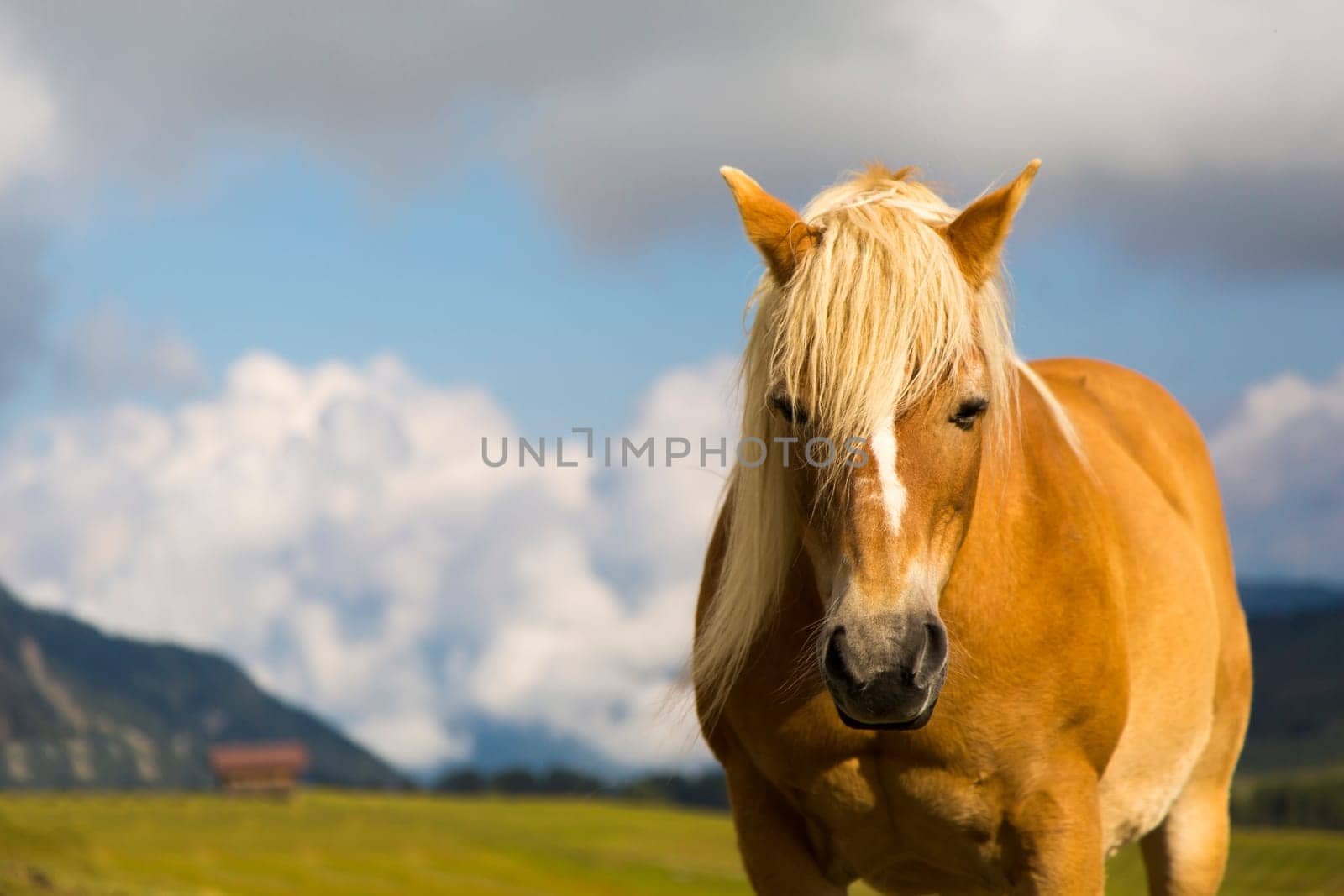 Close up of a horse grazing on a sunny day