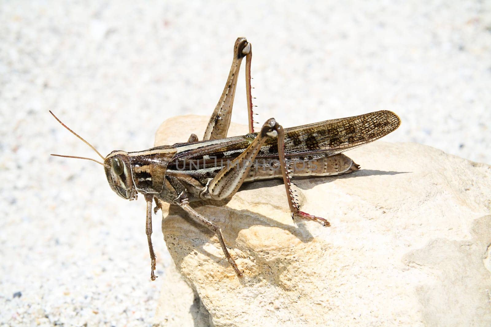 Locust,USA,Florida Short-sensing scarecrow / Romalea microptera