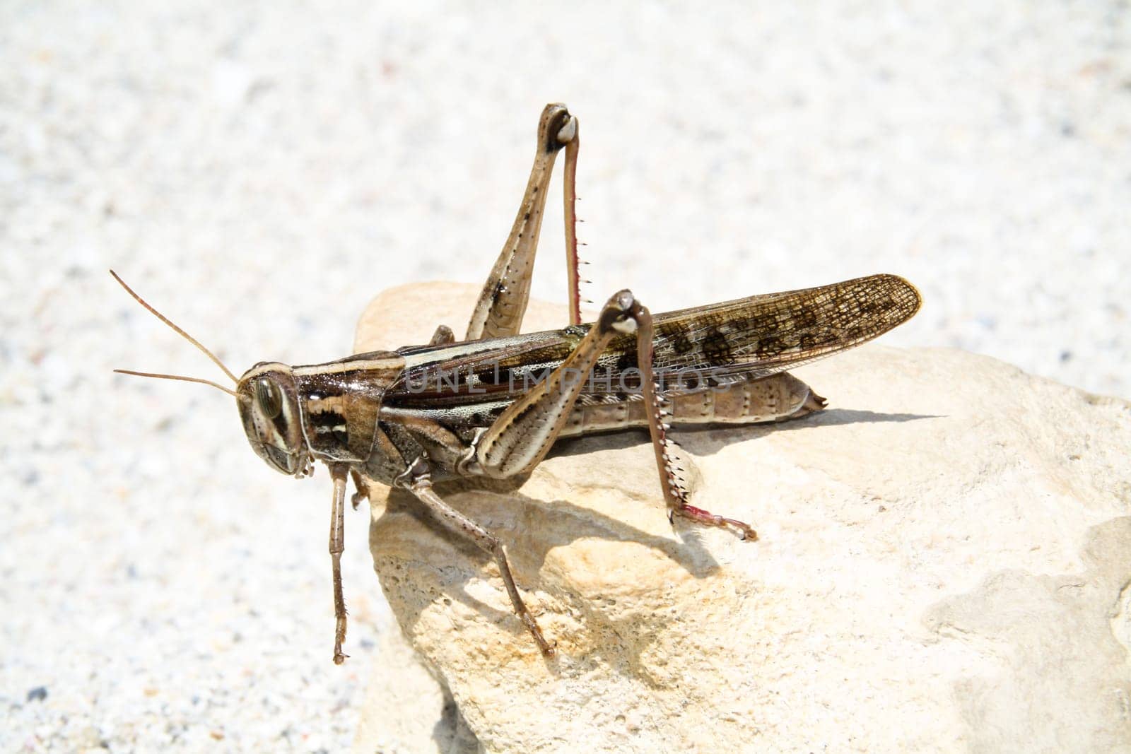 Locust,USA,Florida Short-sensing scarecrow / Romalea microptera