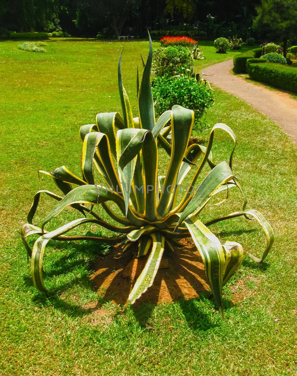Royal Botanical garden Peradeniya at Sri Lanka