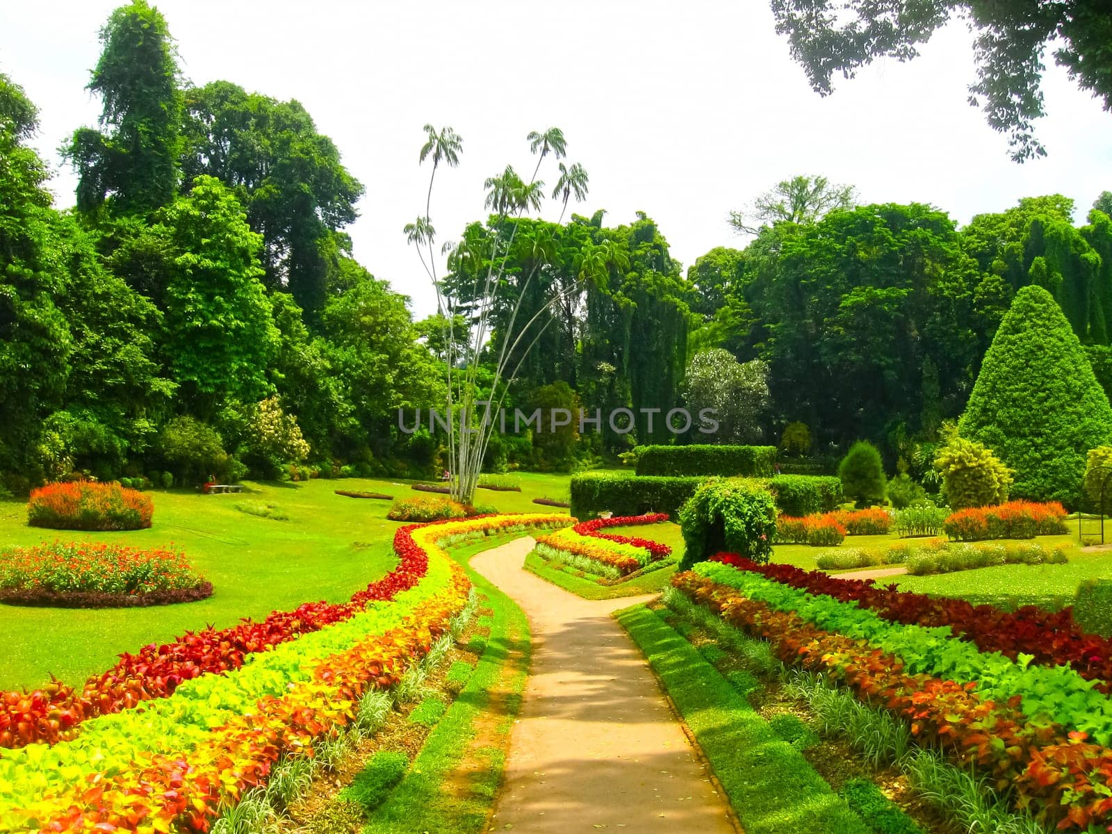 Royal Botanical garden Peradeniya at Sri Lanka