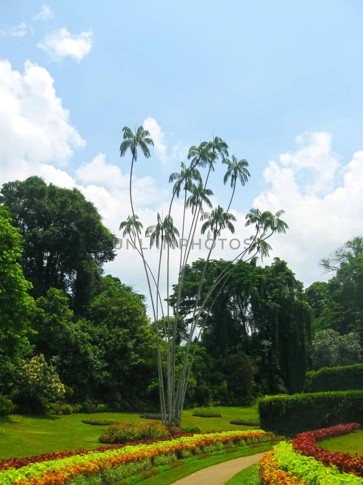 Royal Botanical garden Peradeniya at Sri Lanka