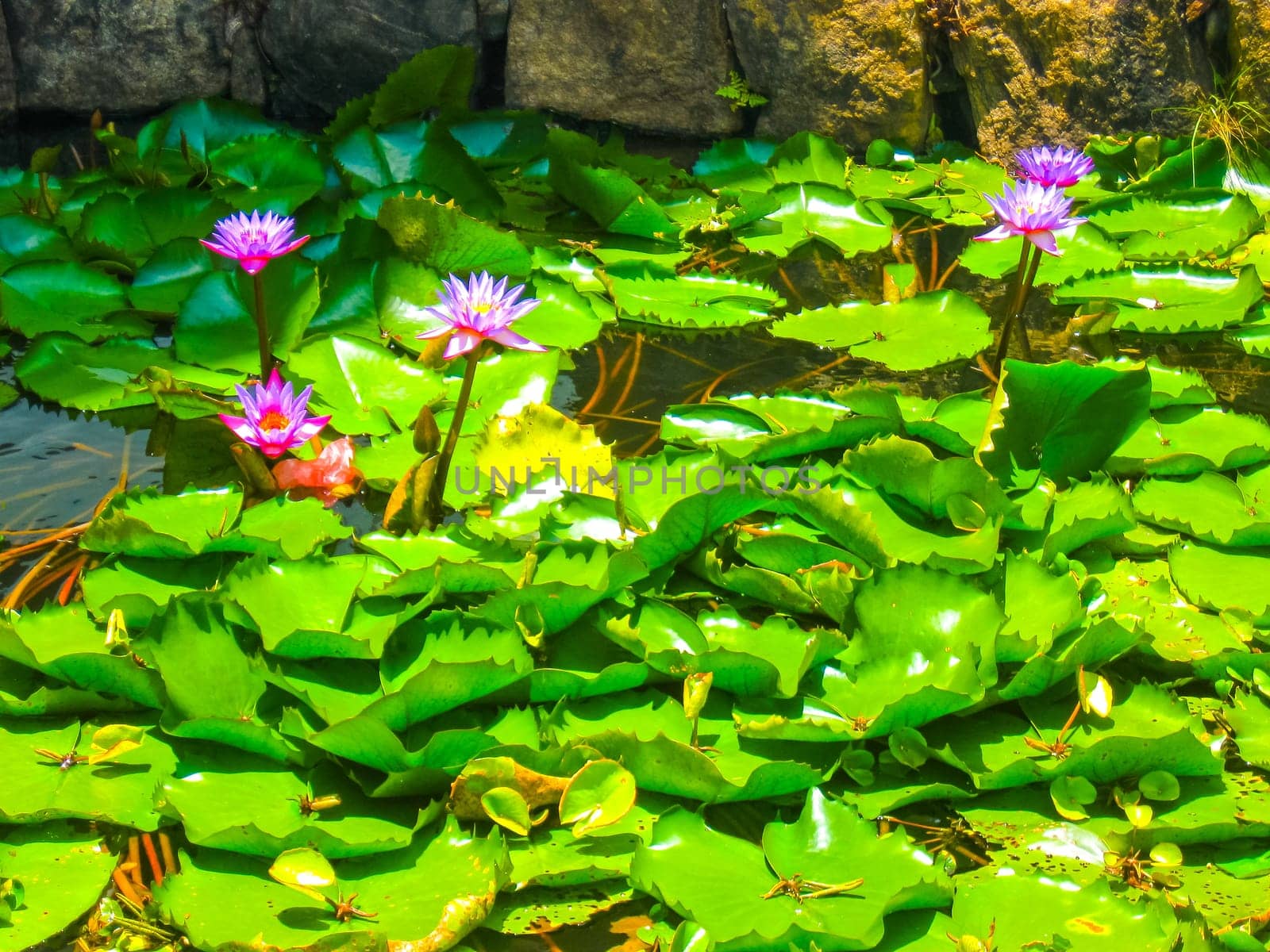 Pink lotus blossoms or water lily flowers blooming on pond