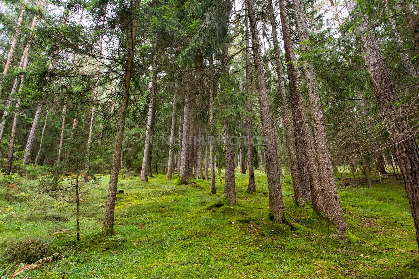 Panoramic view of a forest in Seiser Alm