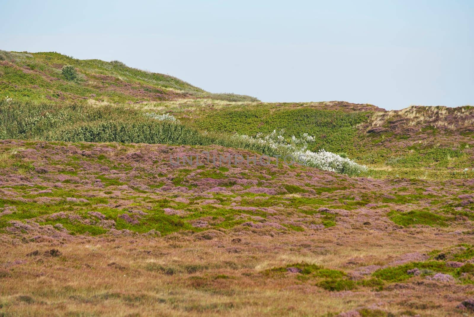 heidelandschaft at list on sylt