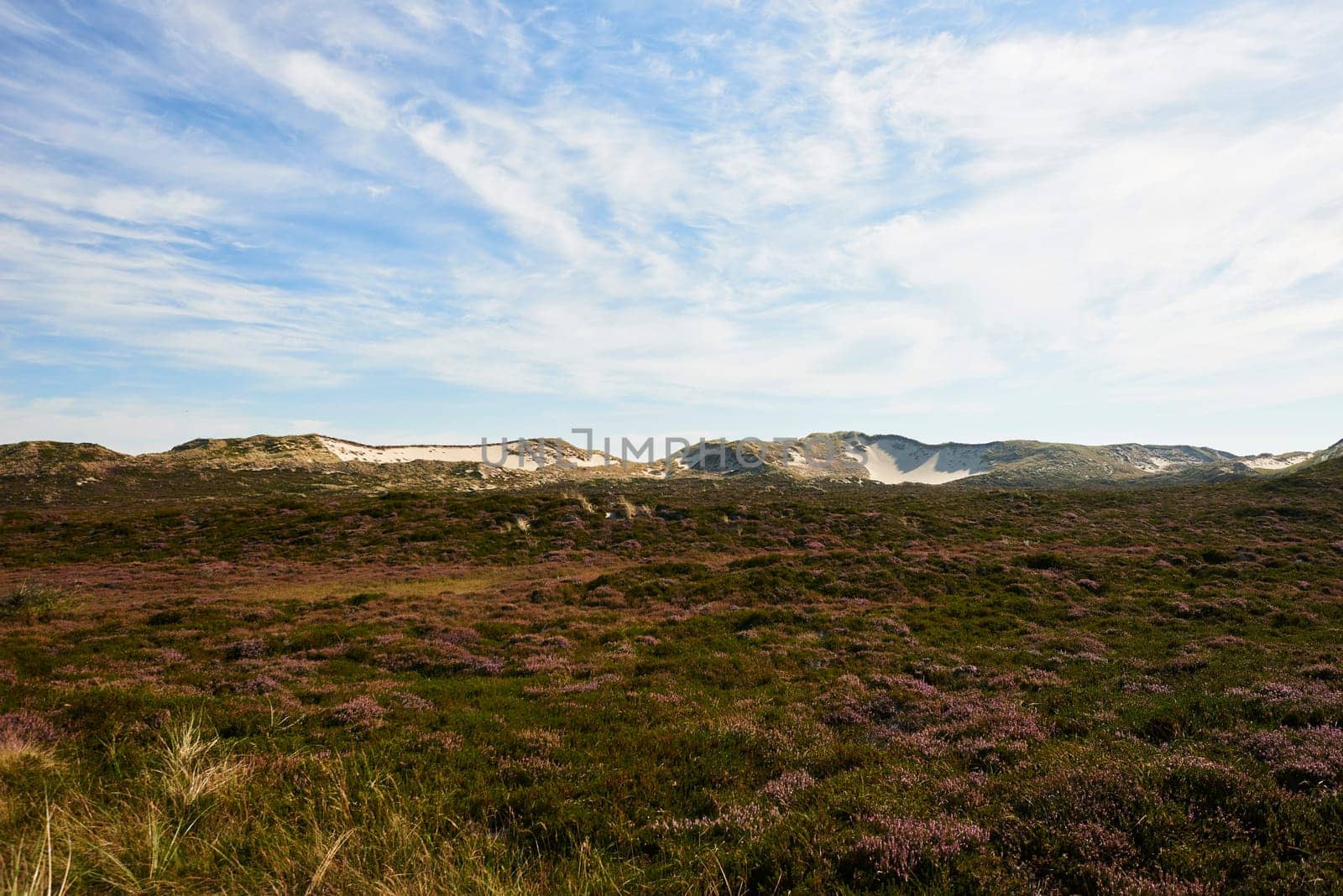 heidelandschaft at list on sylt