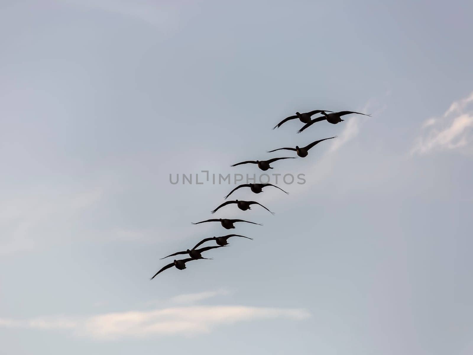 Canada Geese Flying with a blue sky with some clouds.