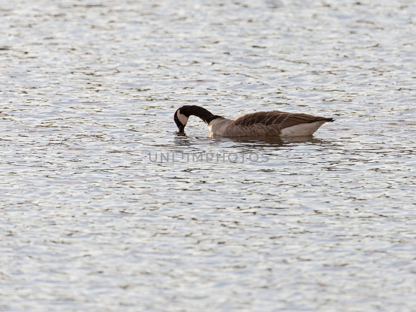 Canada Goose Hunting for Food in water.