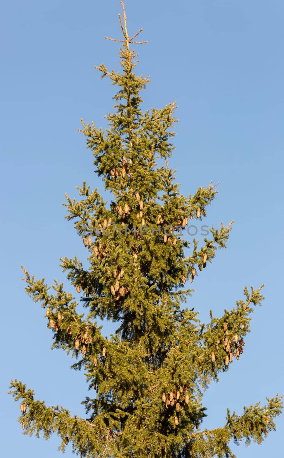 Top of Spruce Tree with a clear blue sky.