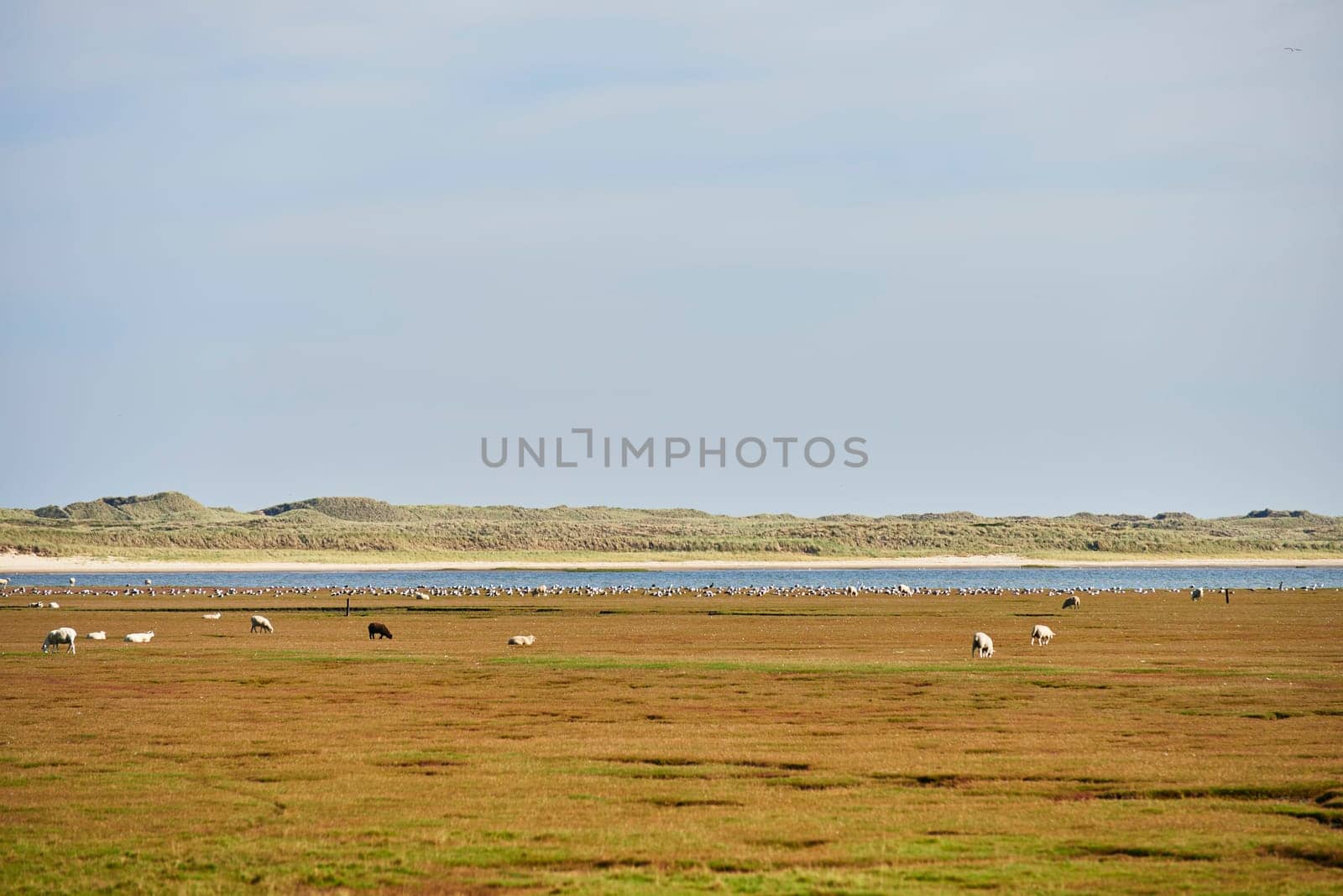 heidelandschaft at list on sylt