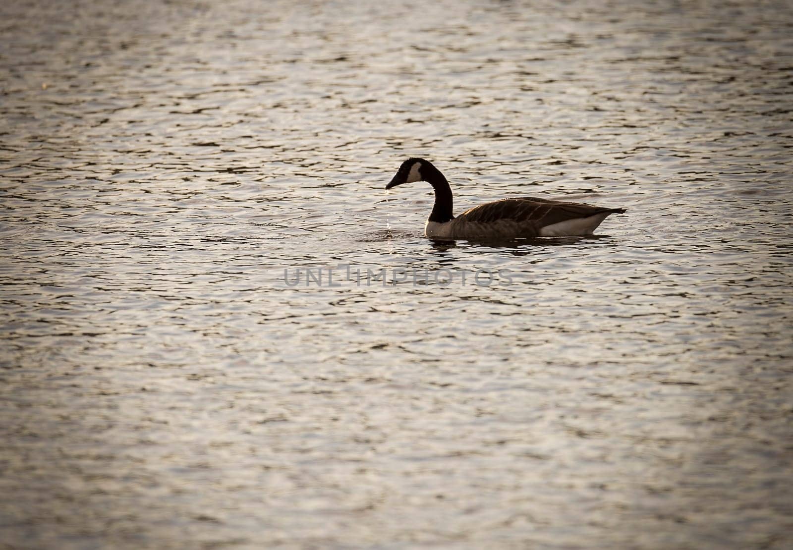 Canada Goose in Water with water dropping from beak.