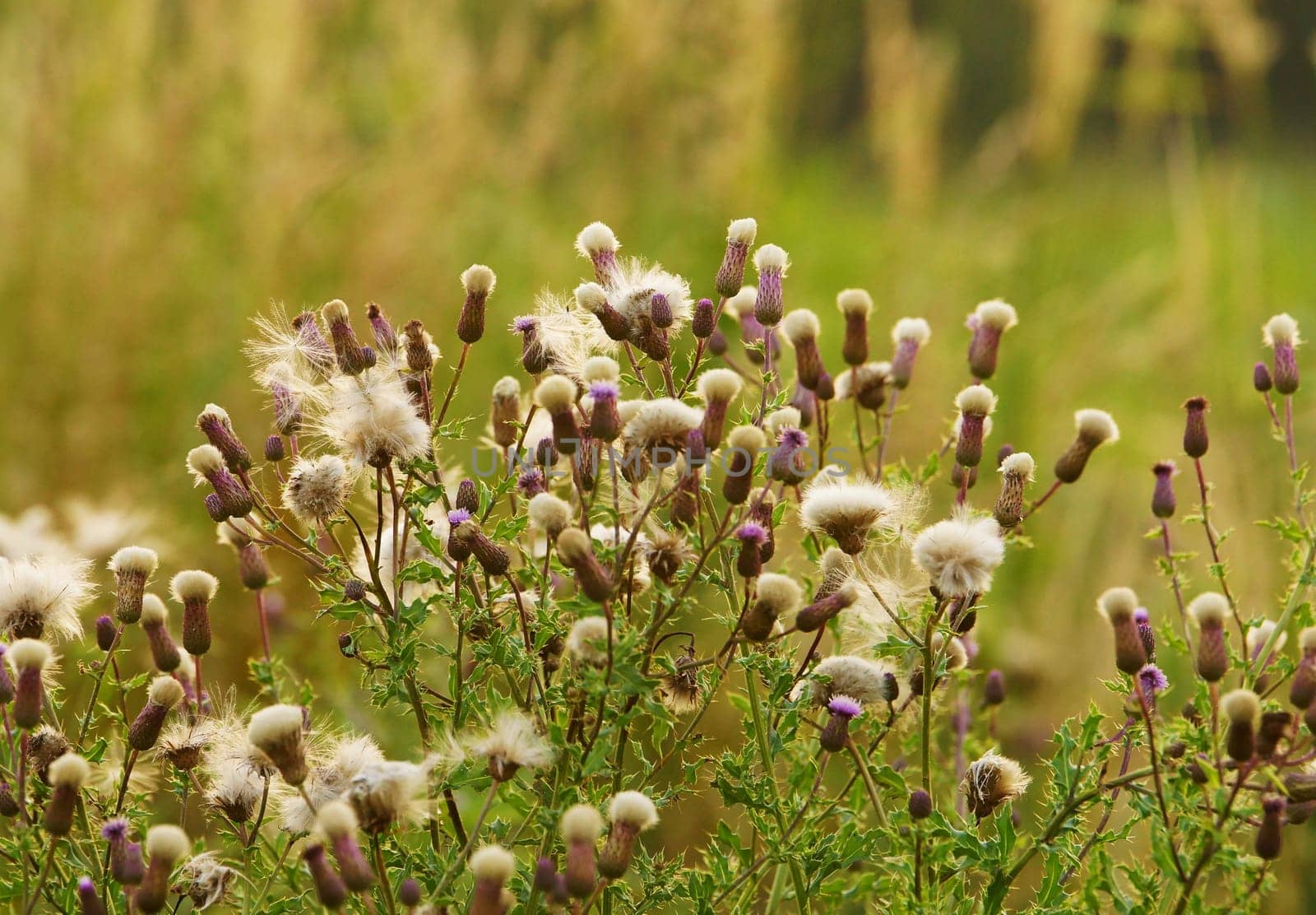 Thistles in a field