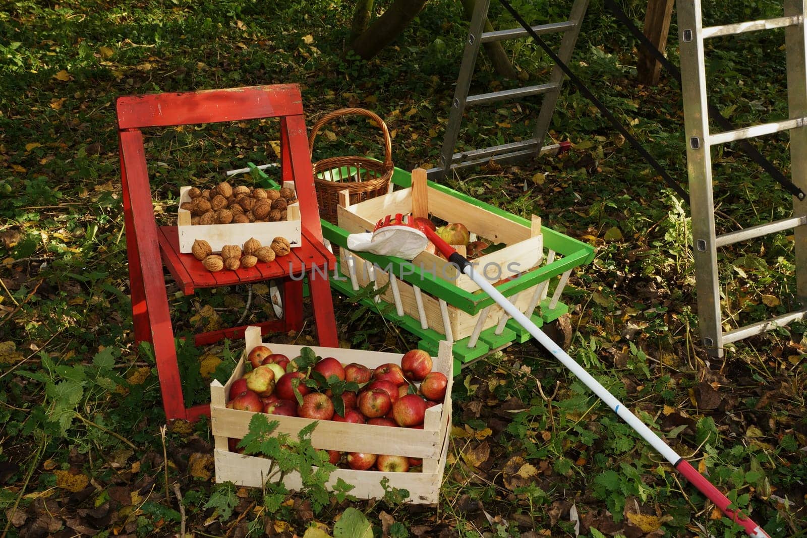 Fresh organic apples