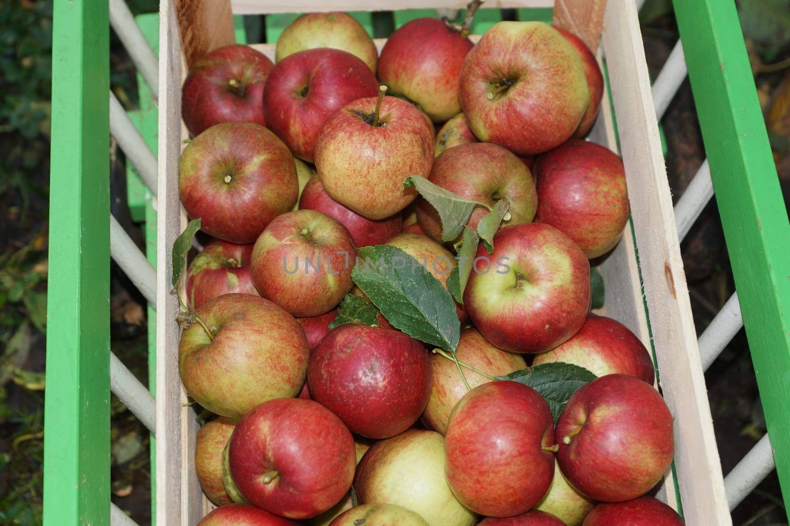 Fresh organic apples