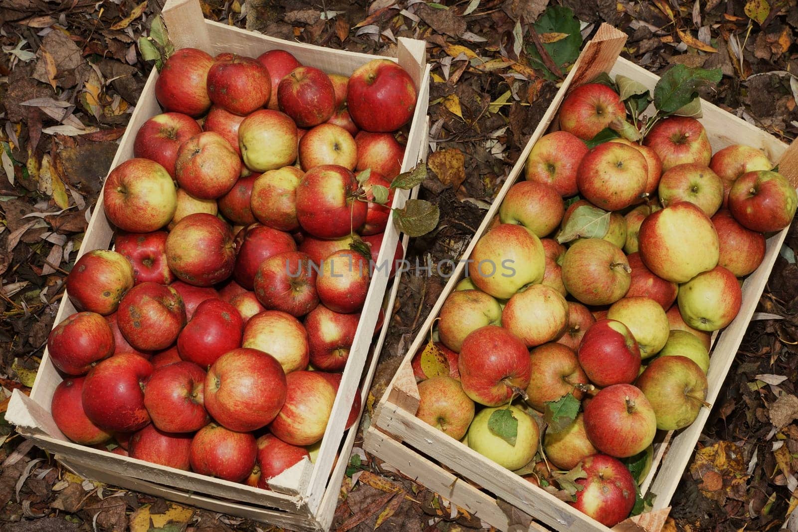 Fresh organic apples