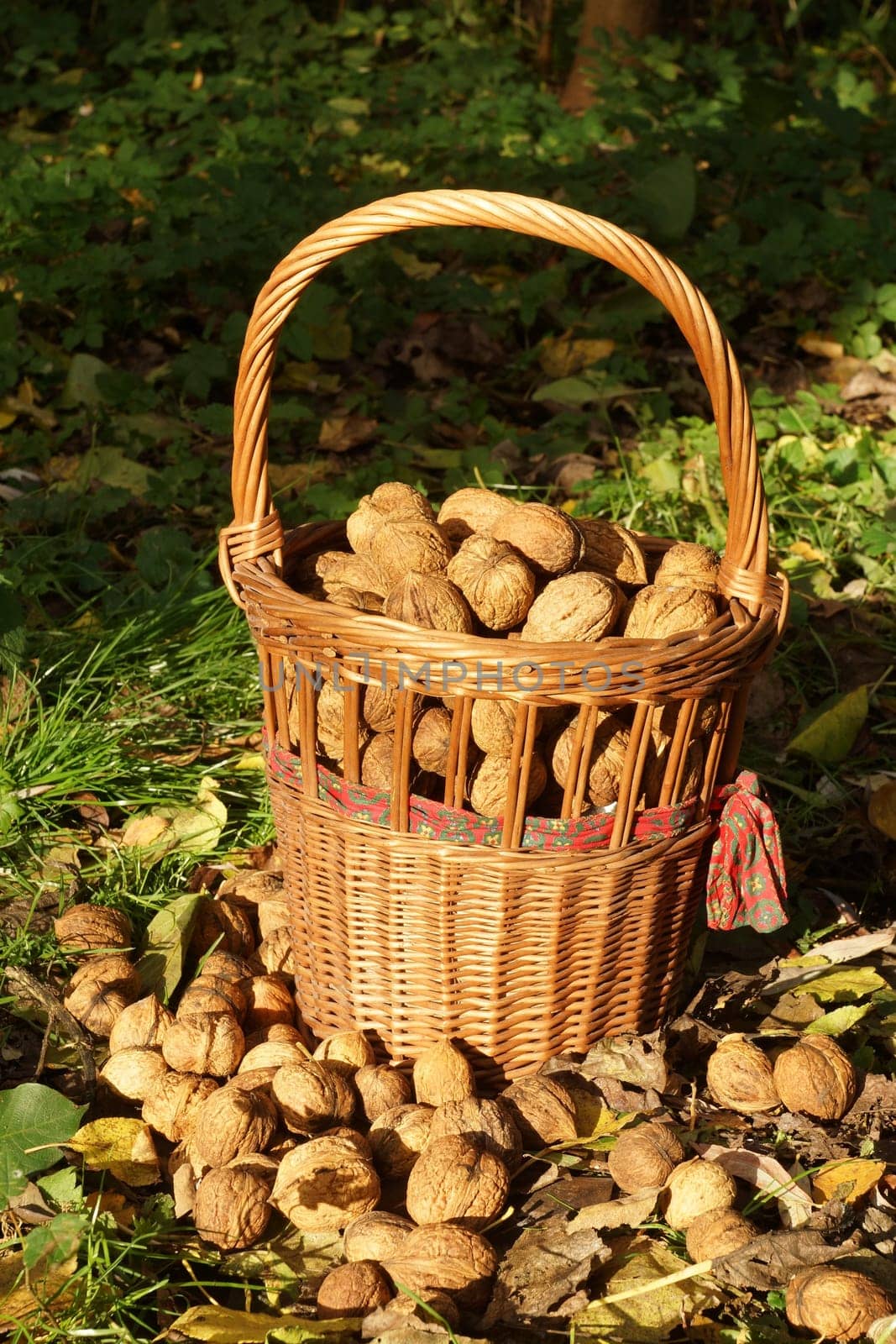 Walnuts in a basket