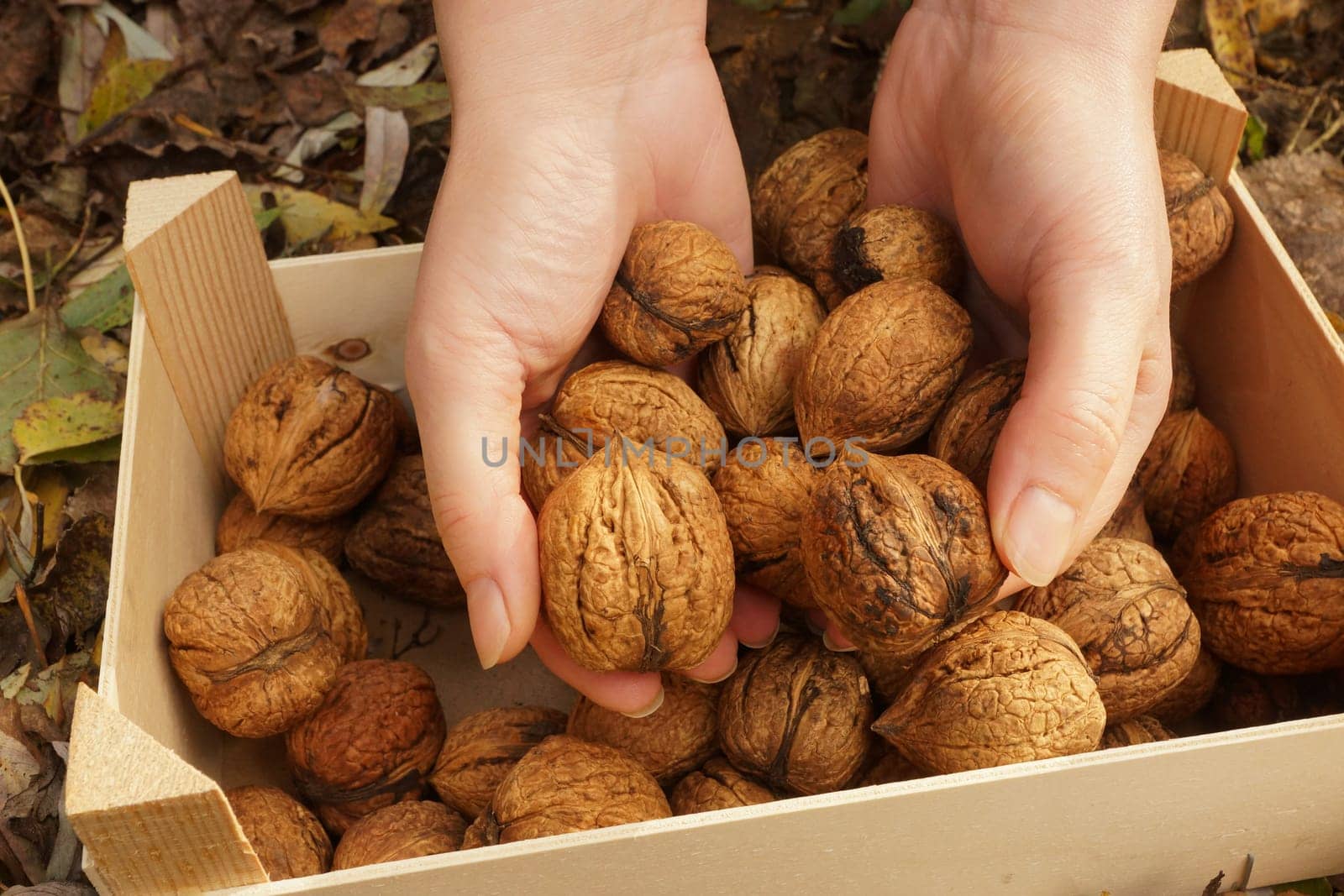 Walnuts in a wooden box