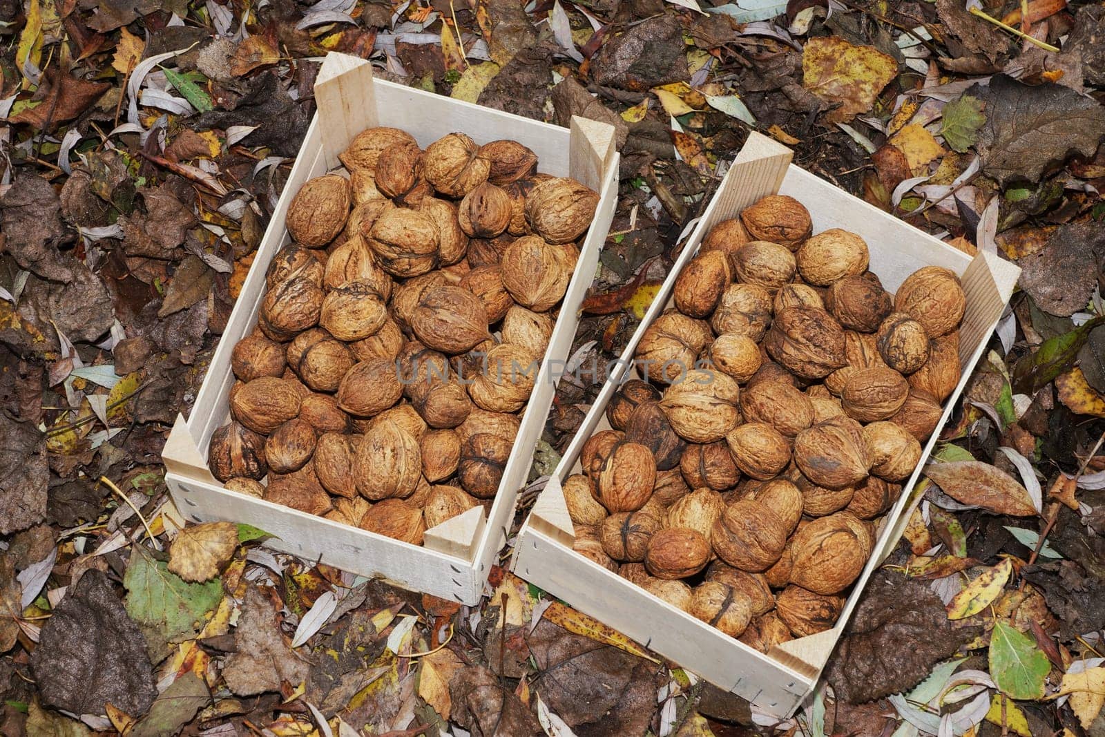 Walnuts in two wooden boxes