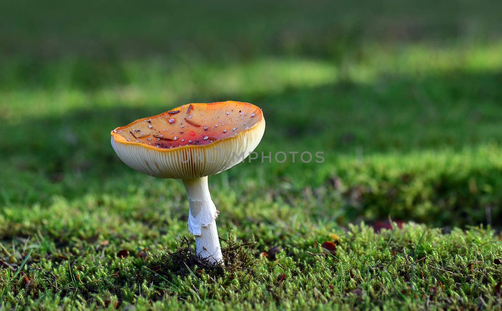 fly agaric