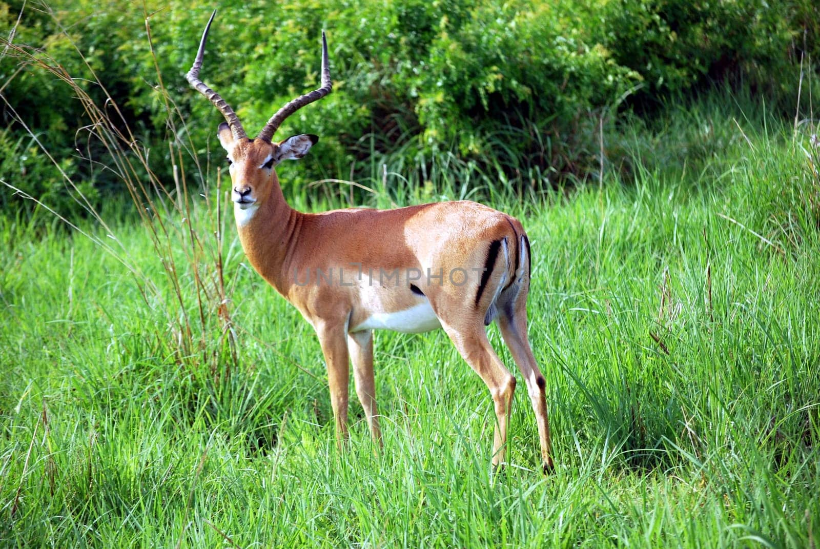 Antelope isolated cold look in Savannah