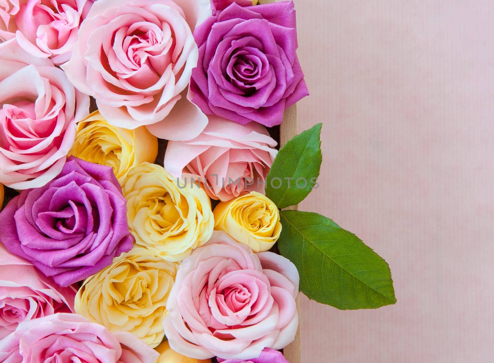 Roses in different colors as a background with text space