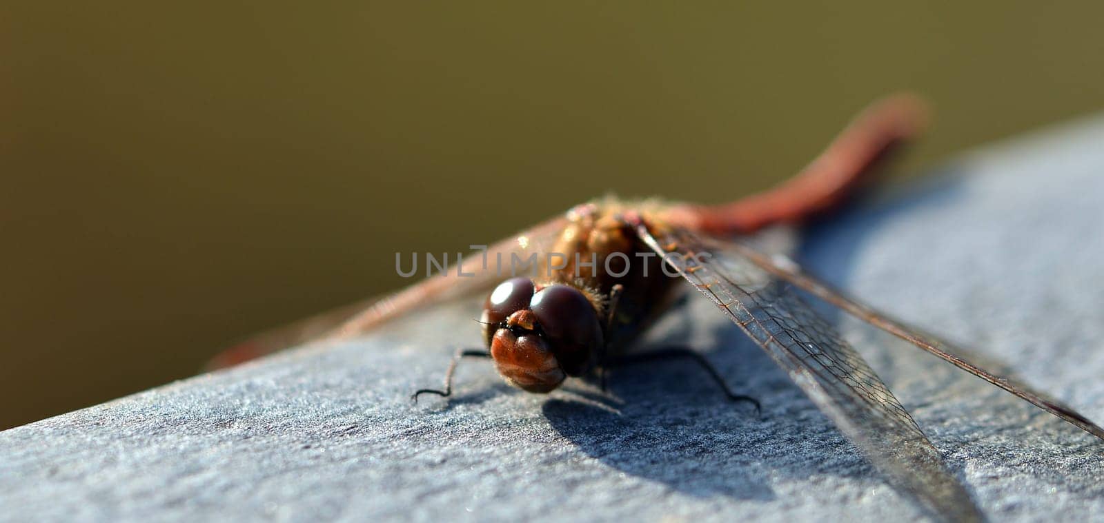 dragonfly