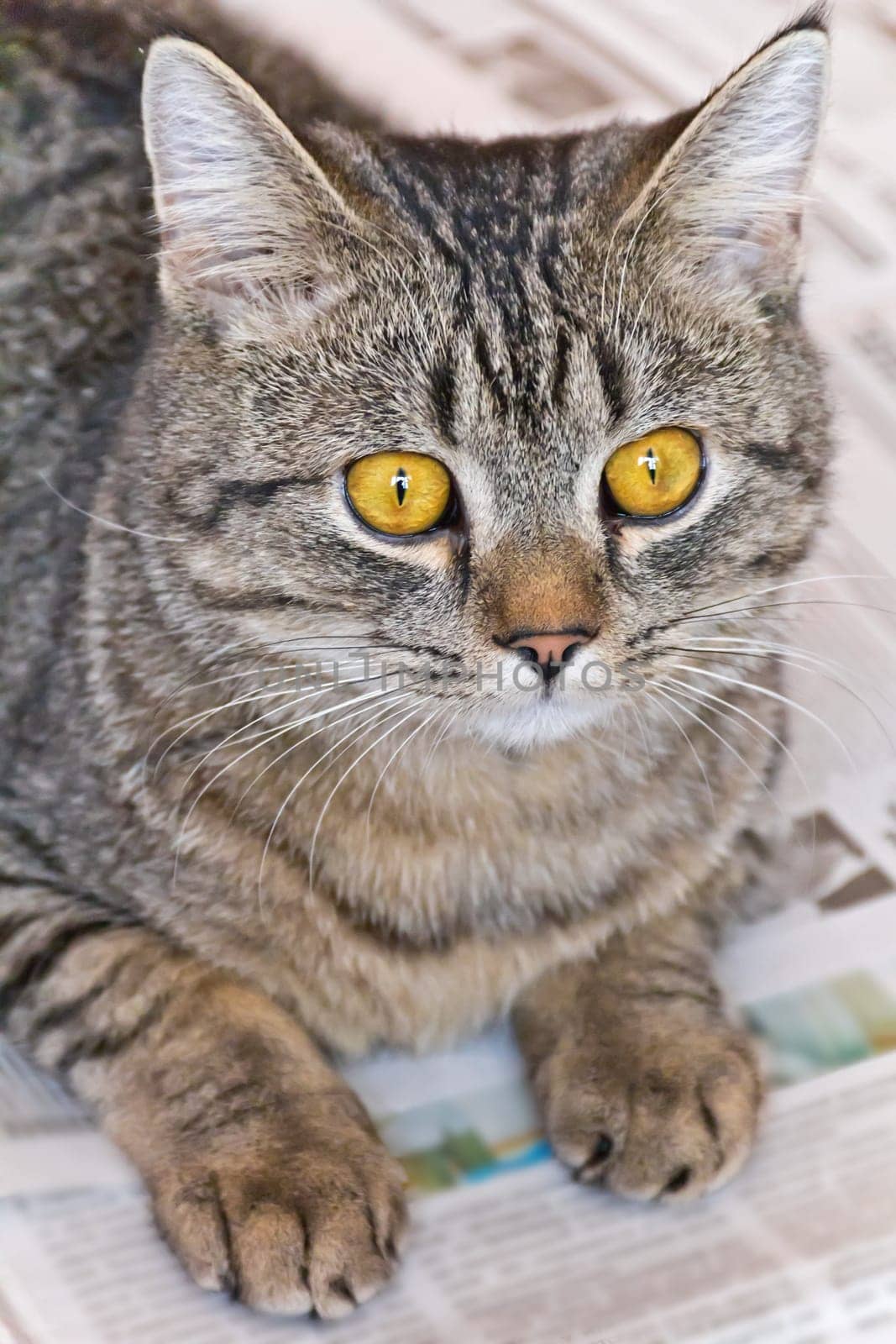 Photo of domestic tiger cat with yellow eyes