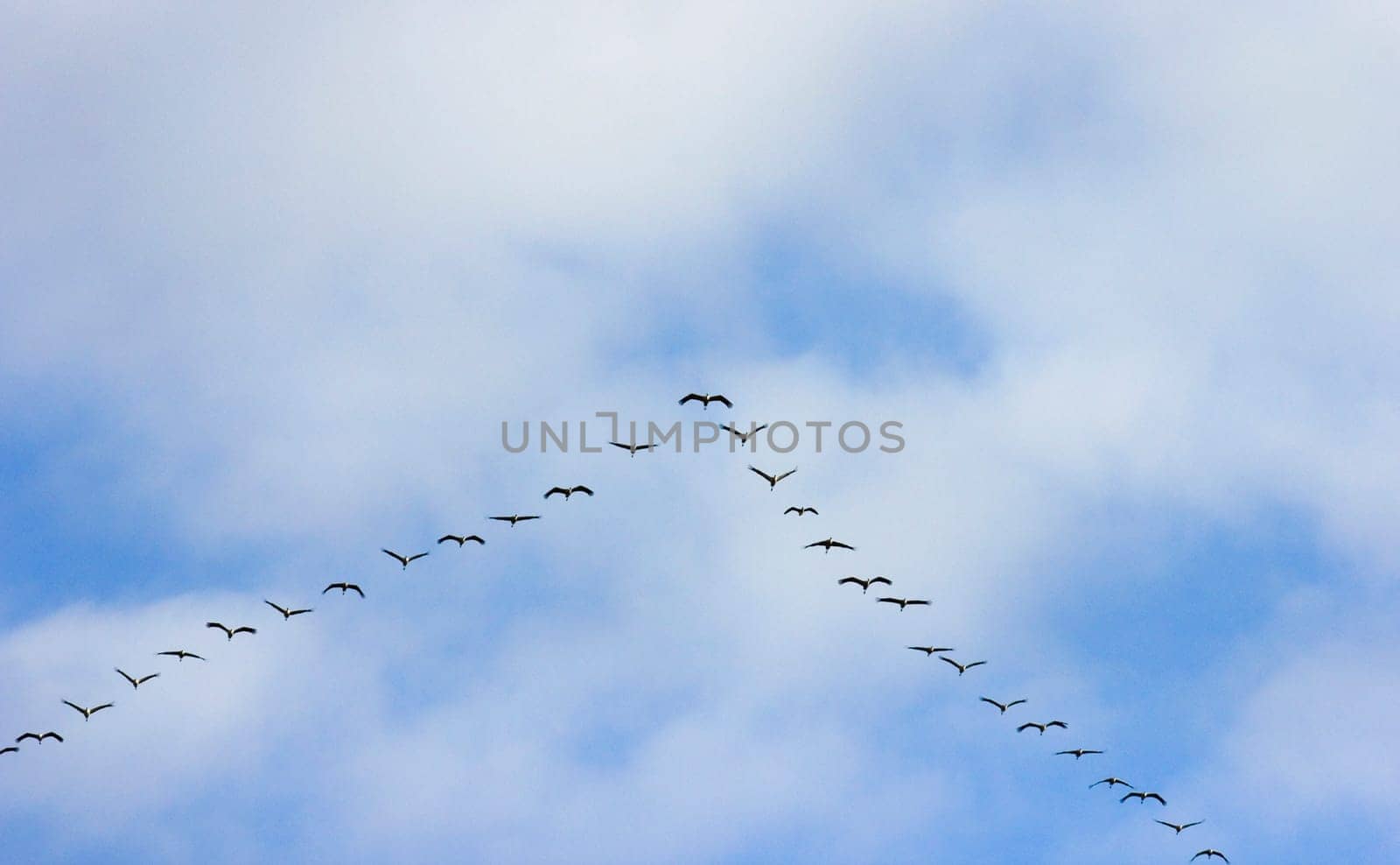 cranes on the flight to the south,bird migration sky clouds natural