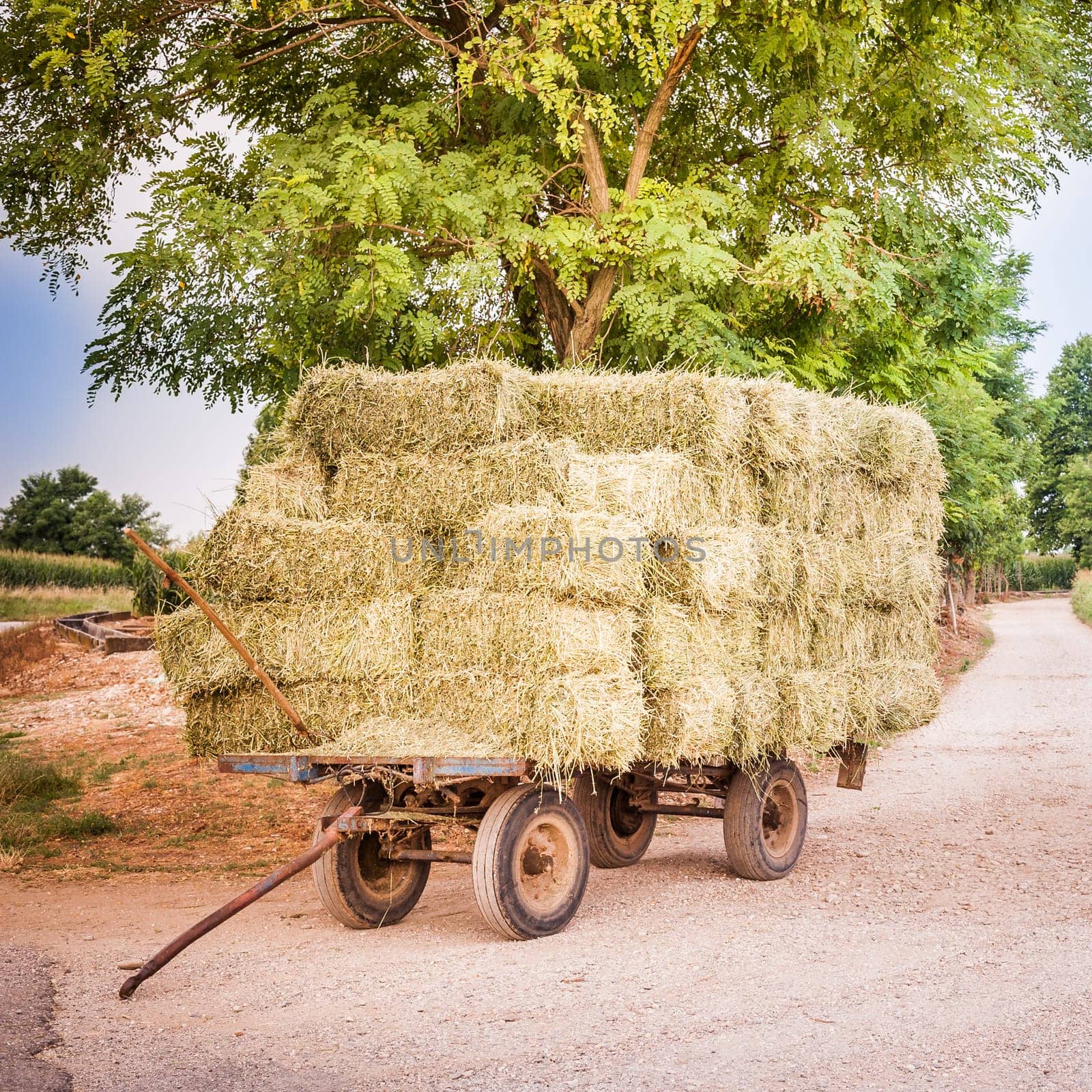 Farm cart with hay bales stacked left on the road