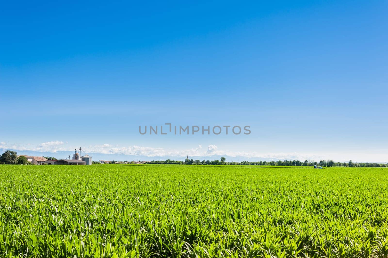 Agricultural landscape,field of mais.