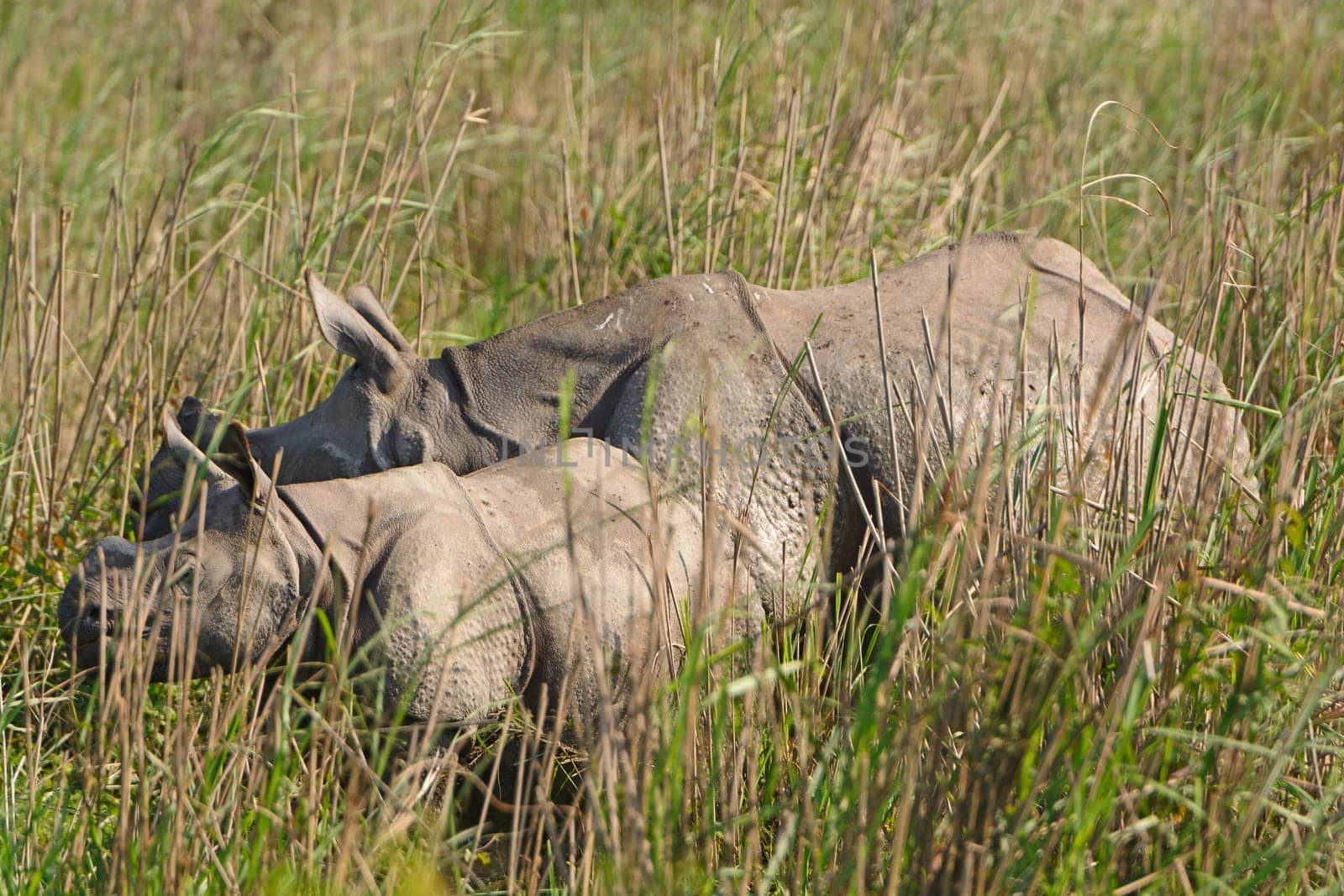 Mother and Baby rhino in the grasslands of Kaziranga National Park in India