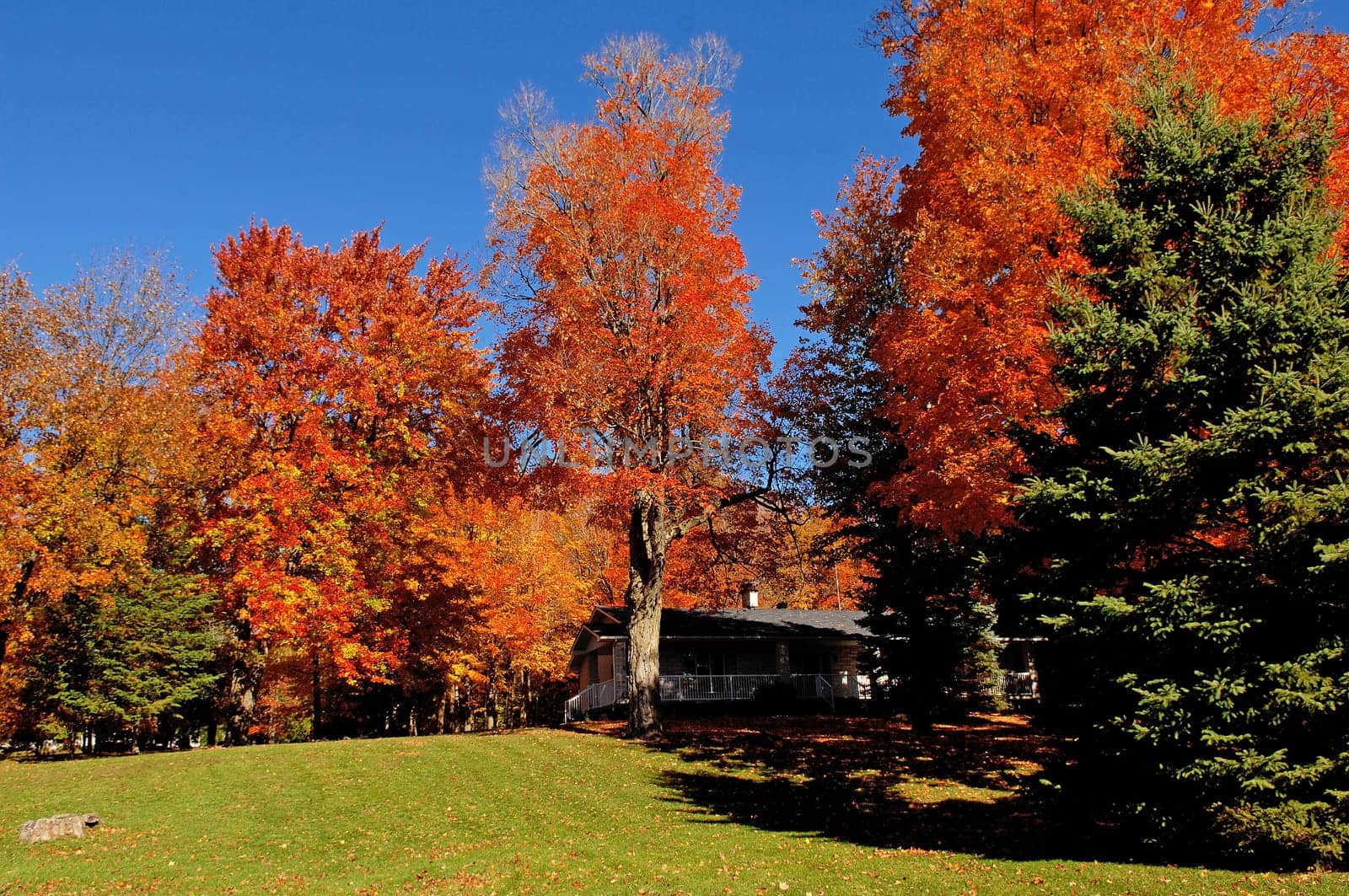 The scenery of beautiful color on big trees in the autumn in Ontario,.Canada under bright blue sky..
