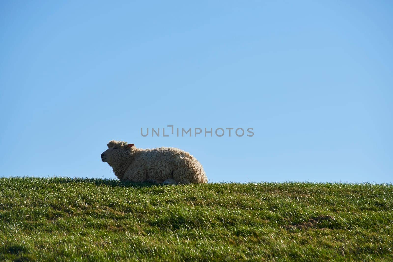 deichschafe on sylt