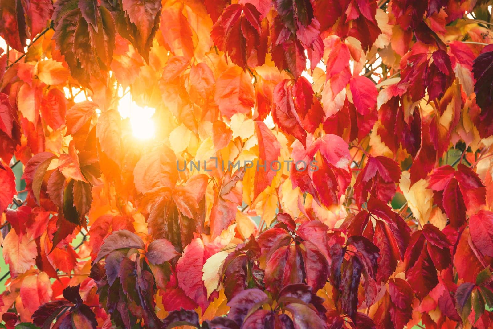 Colorful autumn leaves