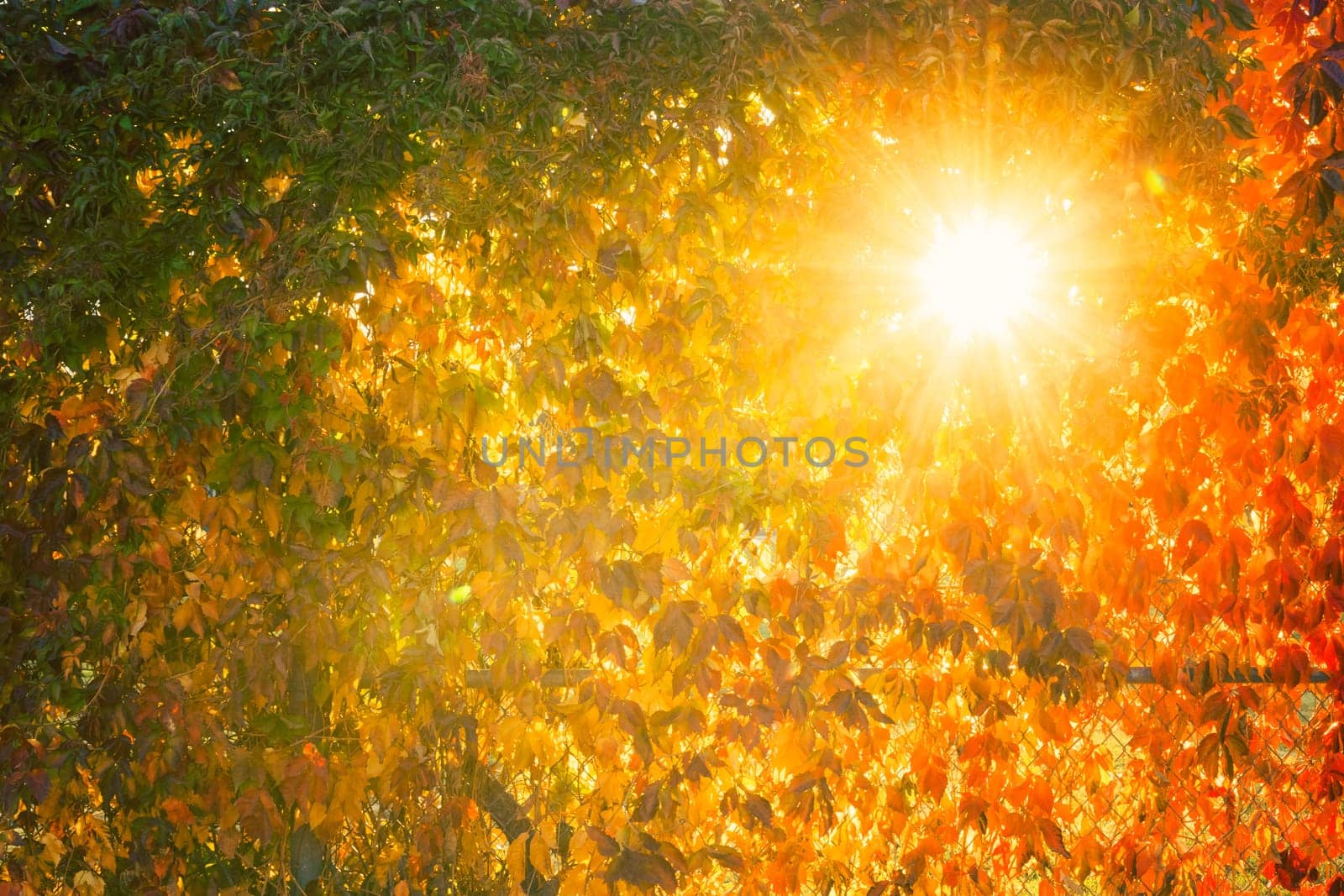 Colorful autumn leaves