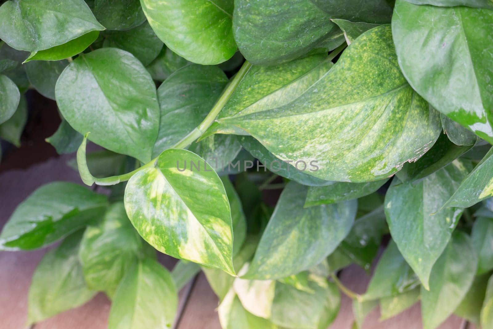 Green leaves with day light , stock photo