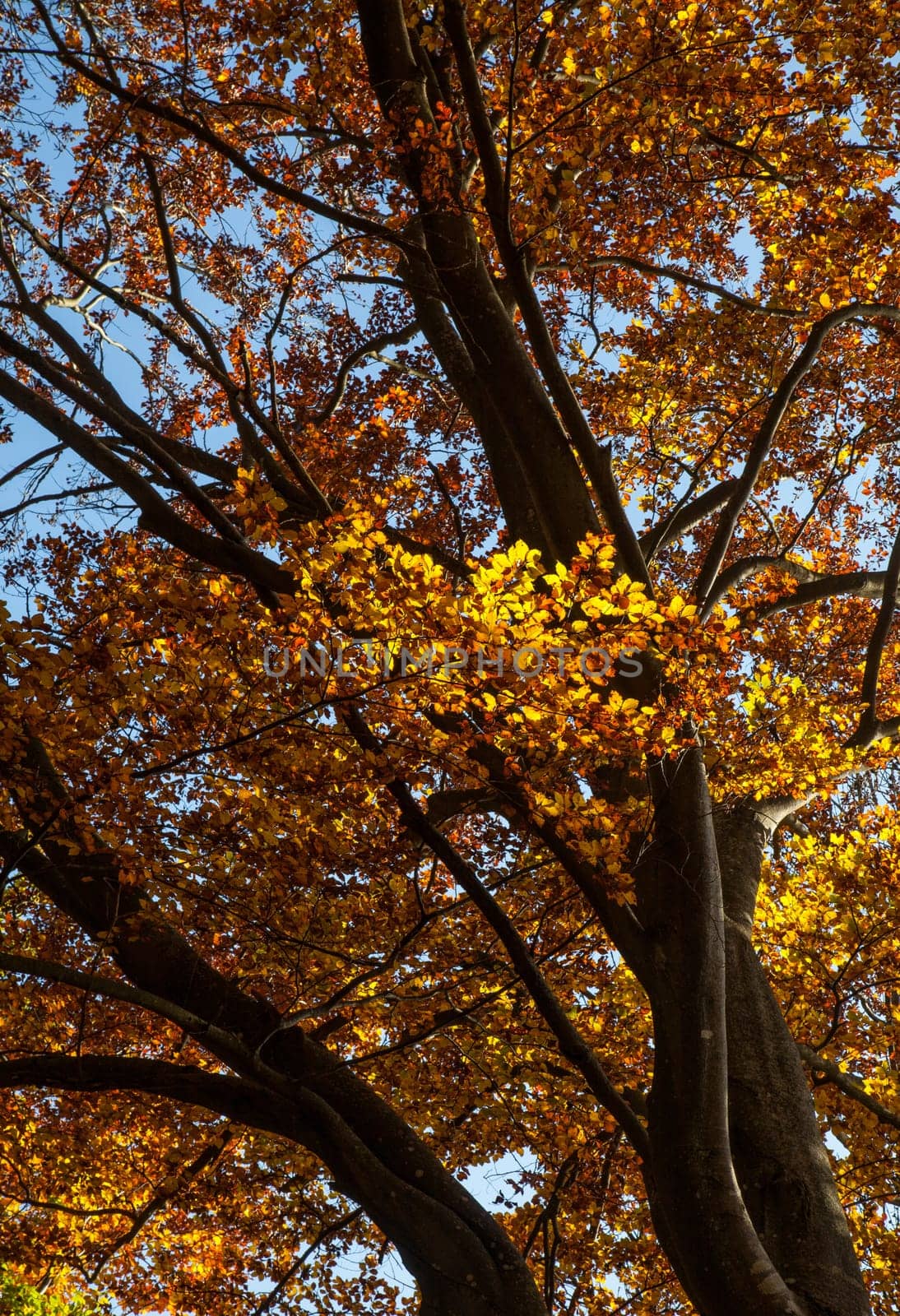 Autumn beech