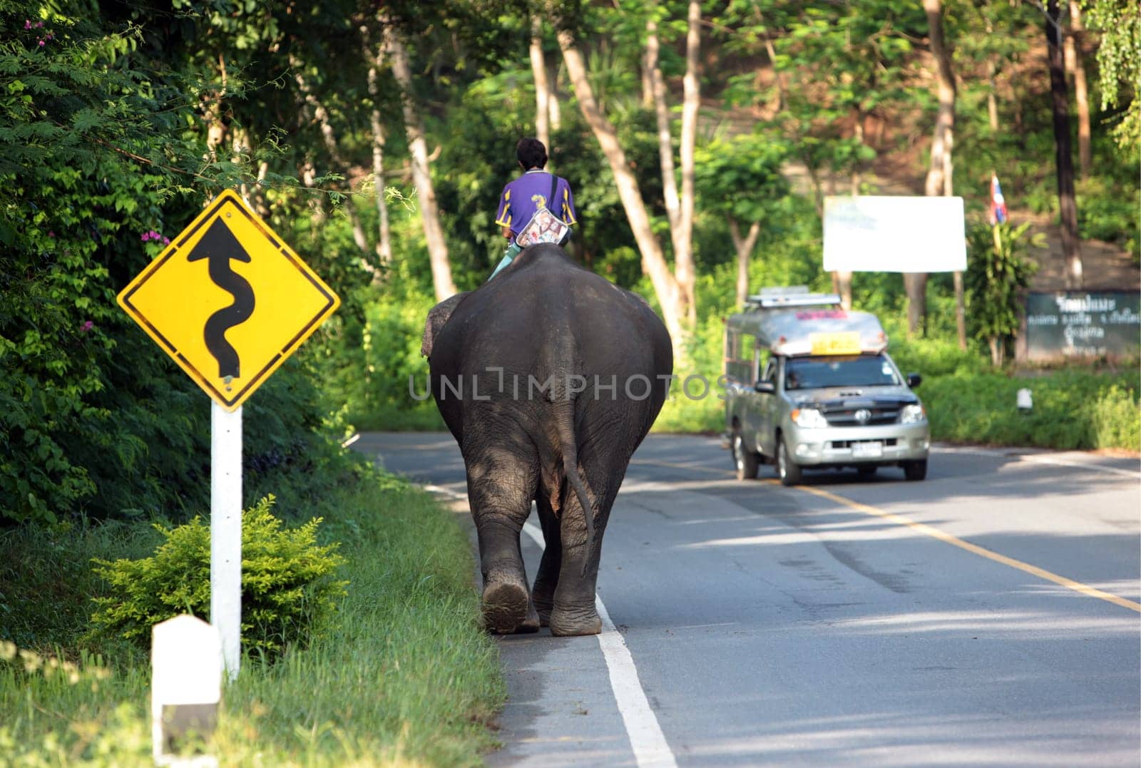 a elephant on the Road in the north of chiang mai in the north of Thailand in Southeastasia. ...