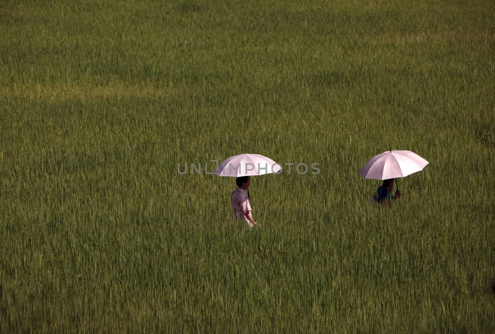 a farming village of the minority of Lahu or Lisu near the village of Chiang Dao in the north of chiang mai in the north of Thailand in Southeastasia. ...