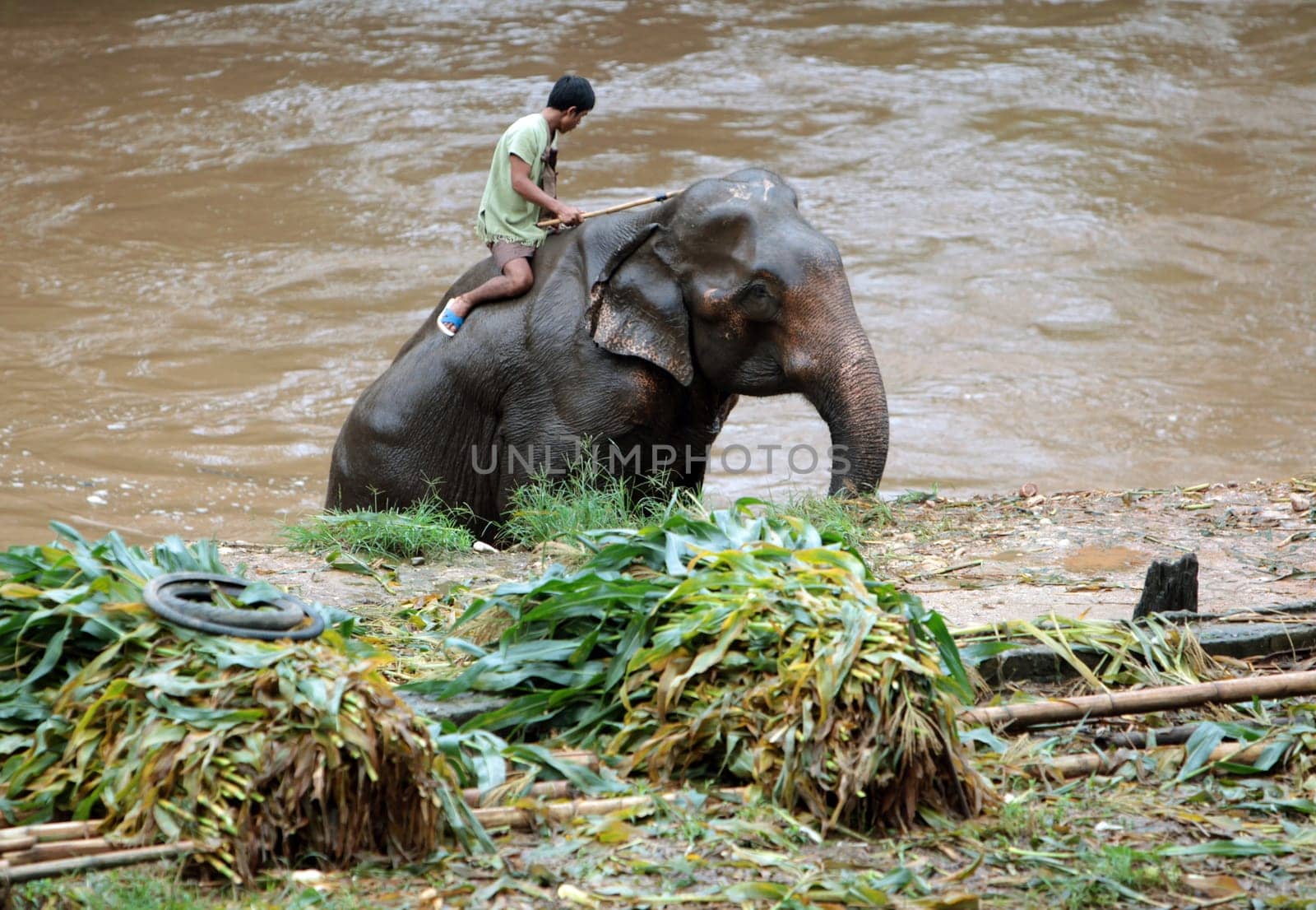 an Elephant Camp near the city of chiang mai in the north of Thailand in Southeastasia. ...