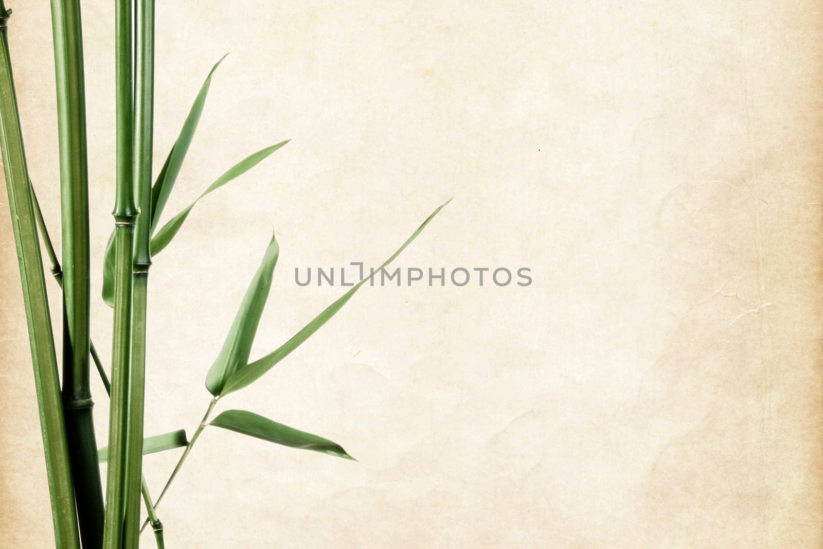 bamboo leaves border on vintage old paper background with copy space