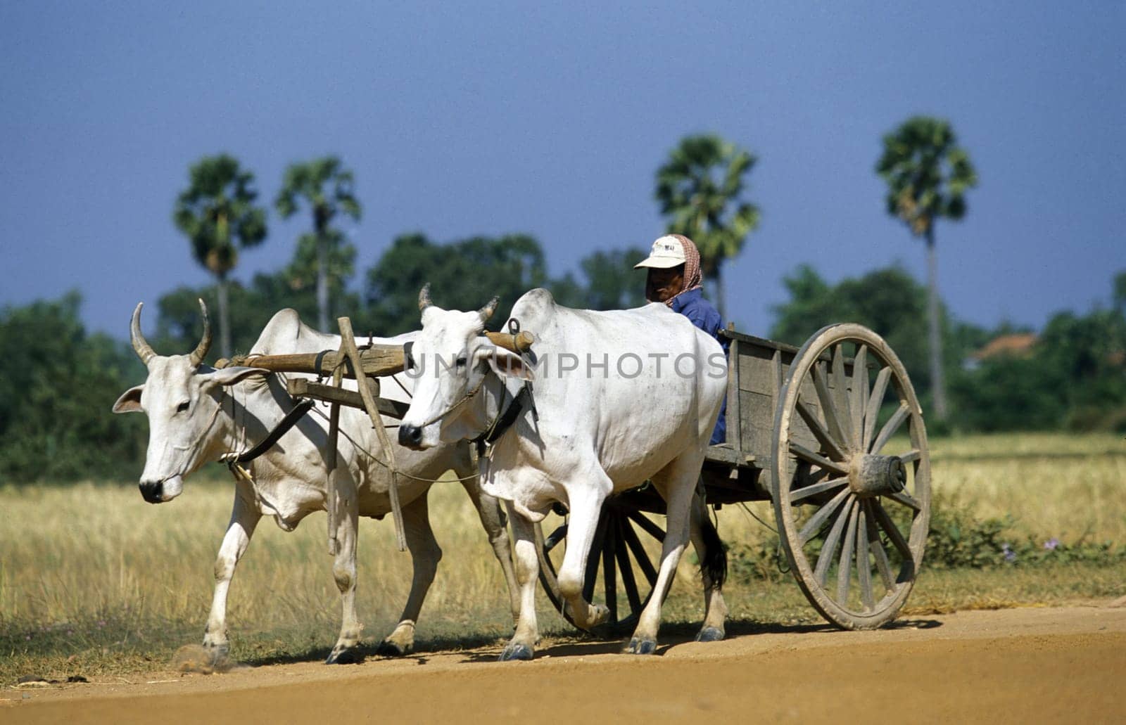 farmers at the ricefield in a Farmer village outside of the city of phnom penh in cambodia in southeastasia.