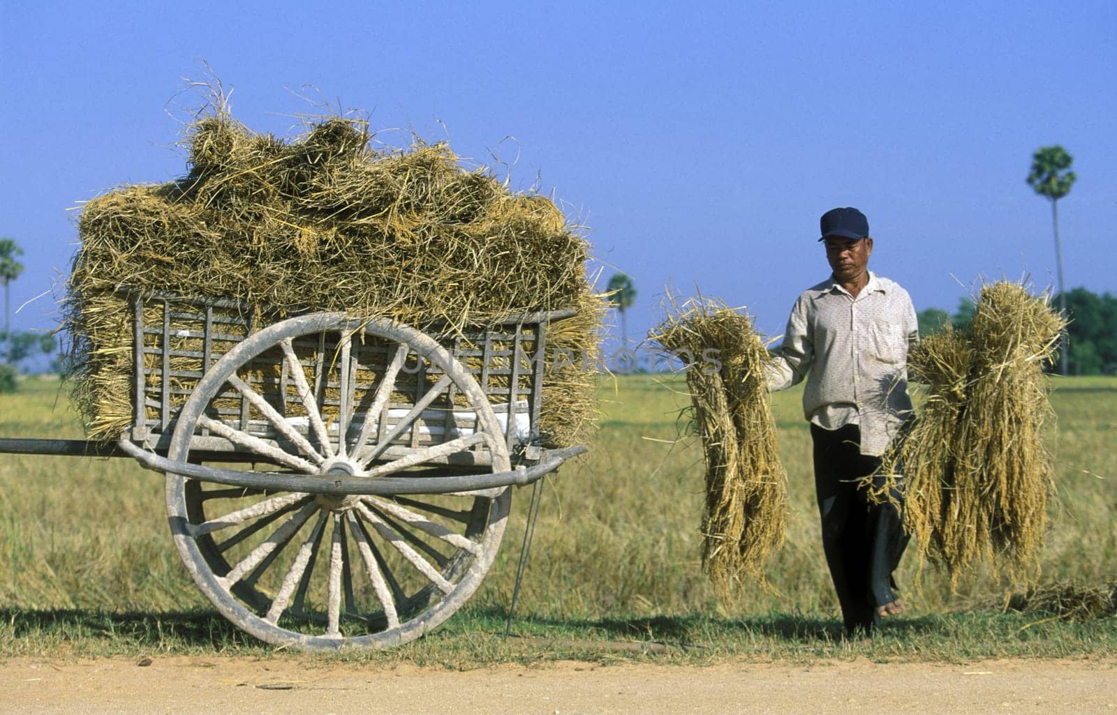 farmers at the ricefield in a farmer village outside of the city of phnom penh in cambodia in southeastasia.