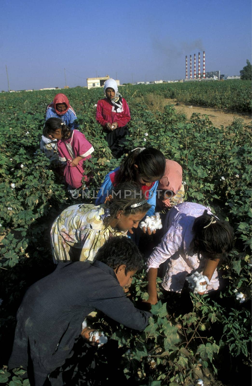 Children harvesting cotton near Aleppo in northern Syria in the Middle East in Arabia.