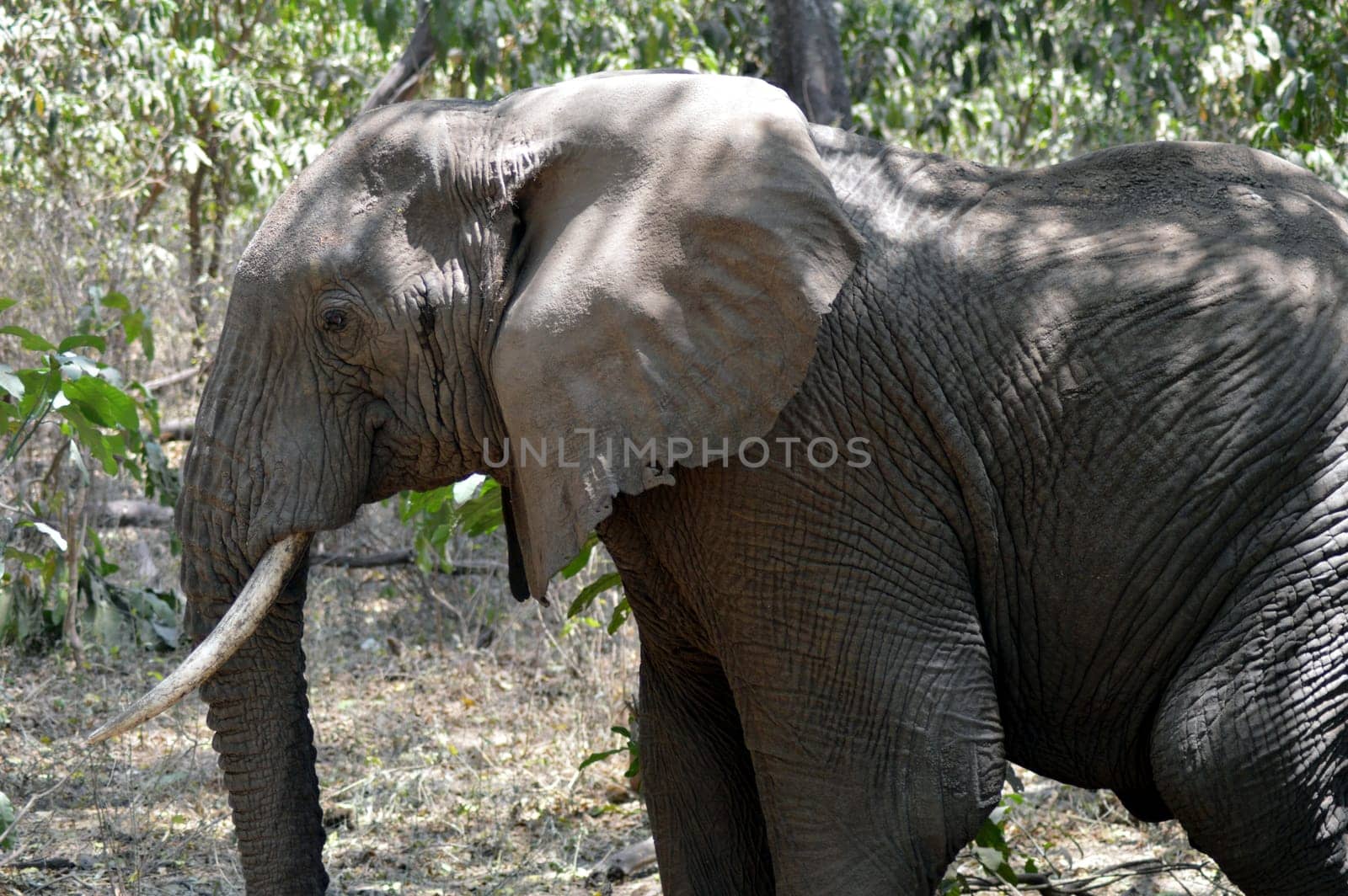 Elephant lone taken closely in Tanzania