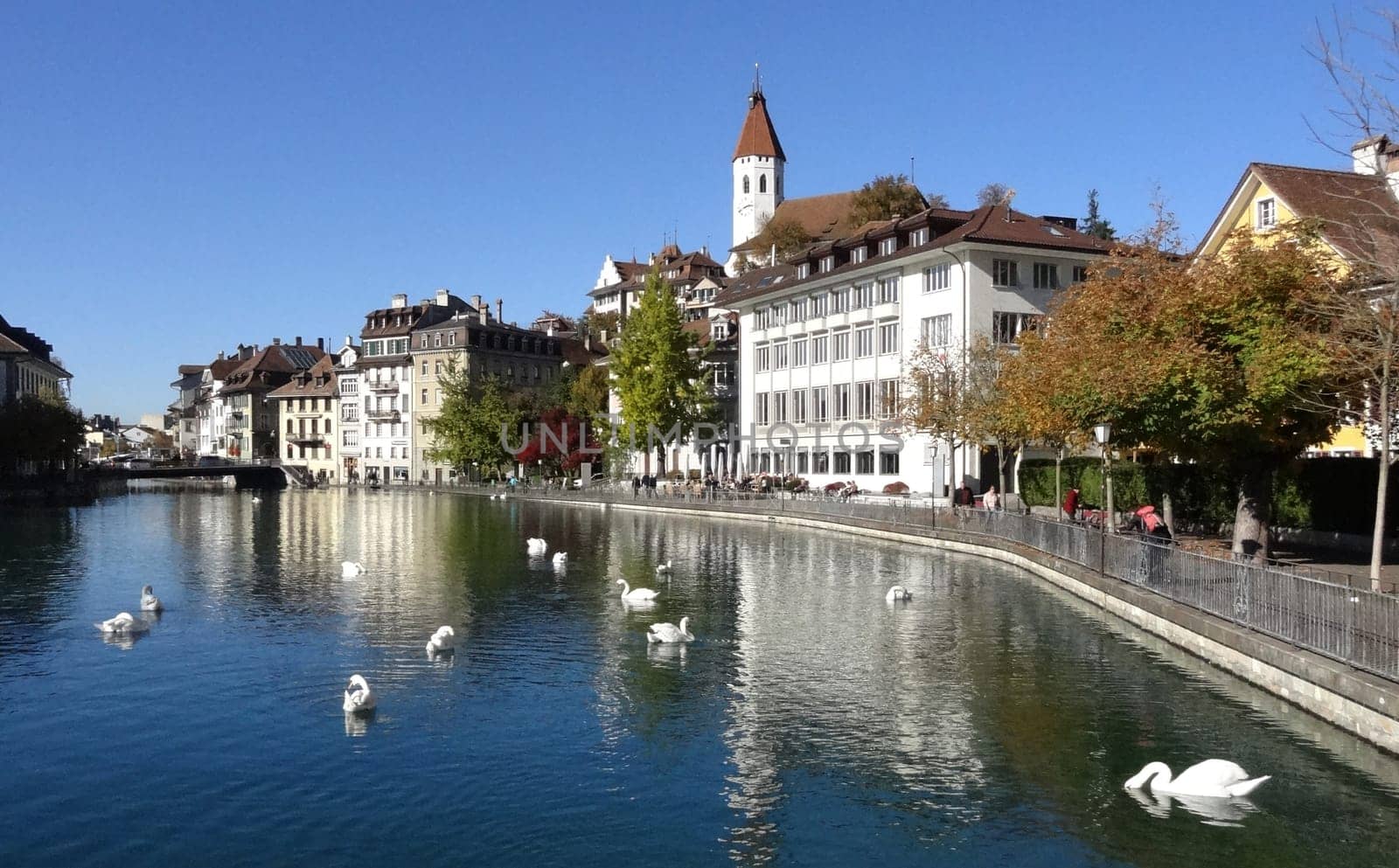 Swans on the Aare in Thun
