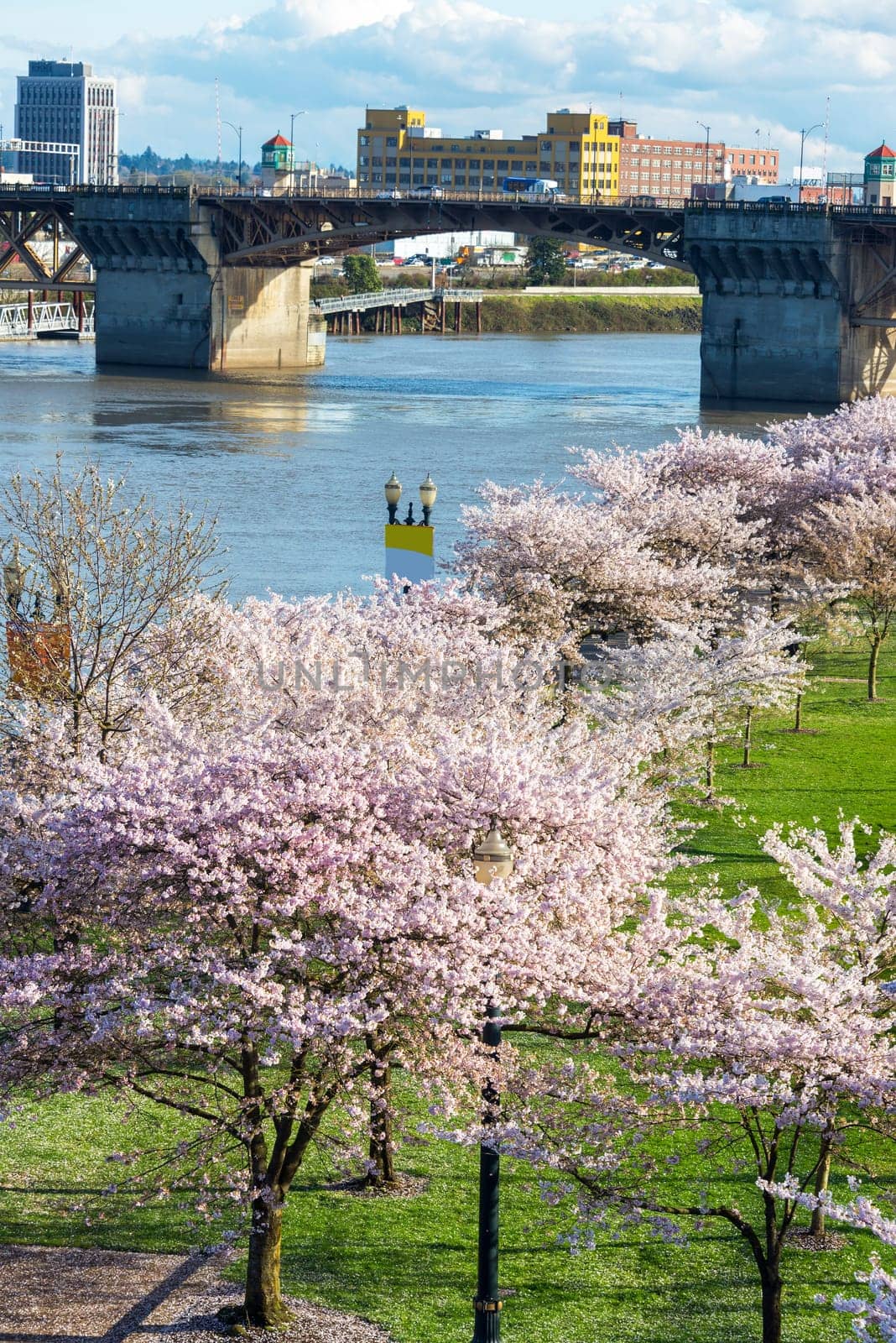 Cherry blossoms and Burnside Bridge in downtown Portland, Oregon in the Spring time