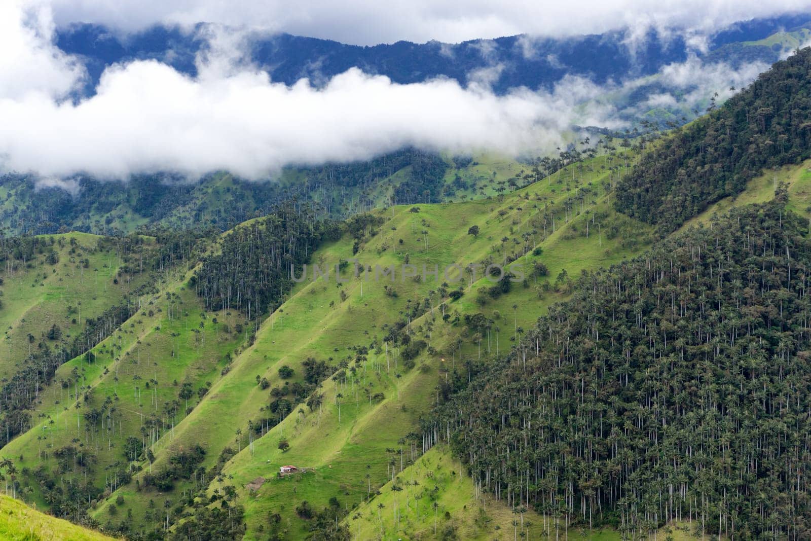 Wax palm forest near the town of Salento, Colombia