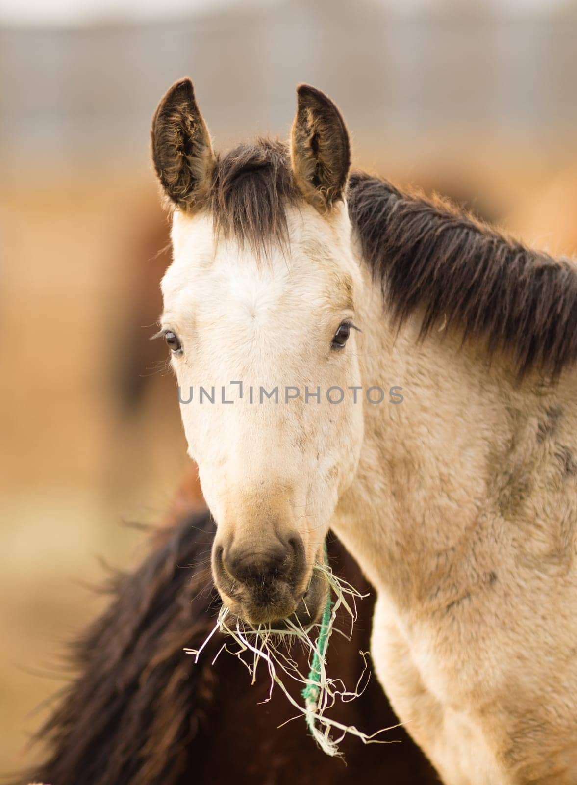 Adoptable horses on site in Oregon near Burns